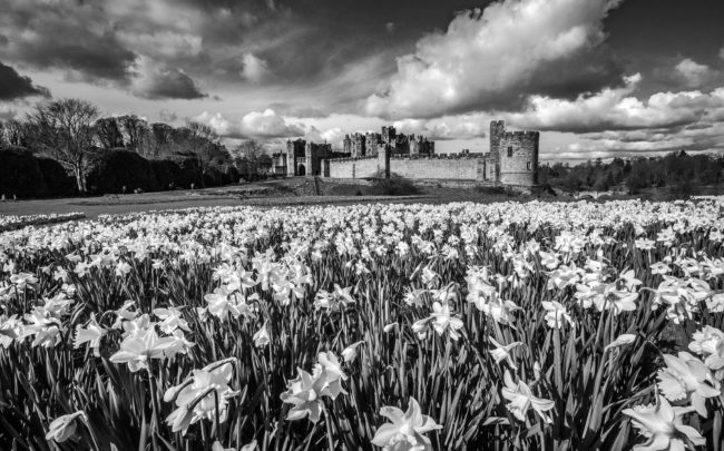 Alnwick Castle & The Two Harrys